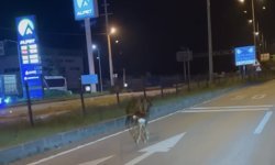 Hastane kavşağına çıkan karacalar kamerada