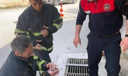 Hatay'da mazgala düşen civciv kurtarıldı