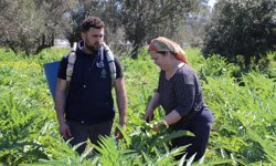 İzmir'de enginar mesaisi