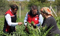 İzmir'de enginar mesaisi/Ek fotoğraflar