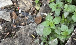 Kağıthane'de sevgilisinin eşine ait iş yerini kurşunlattı; 130 kamera görüntüsü incelenip yakalandı