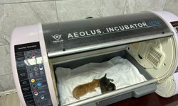 Kanala düşen iki yavru kedi kalp masajıyla hayata döndü