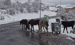 Kar yağışı nedeniyle Ilgar Geçidi ulaşıma kapandı