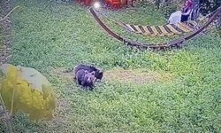 Karabük'ye yiyecek arayan yavru ayılar kamerada