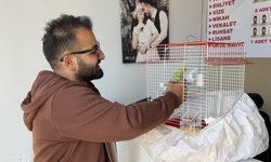 Kedinin, dükkandaki kuşlara saldırdığı anlar kamerada