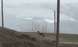 Kent merkezine inen kurt, cep telefonuyla görüntülendi