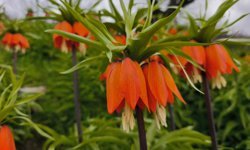 Koparmanın 700 bin lira cezasının olduğu 'ters lale' için Sason'a ziyaretçi akını/Ek fotoğraflar