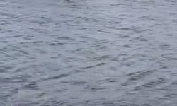 Küçükçekmece Sahili'nde yunuslar görüntülendi