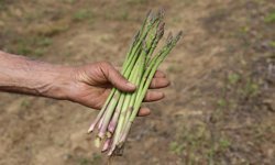 'Kuşkonmaz üretiminde İzmir'i birinci sıraya çıkarmak için gayret göstereceğiz'
