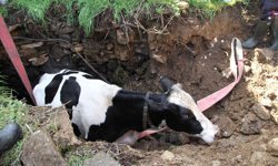 Kuyuya düşen 7 aylık gebe inek kurtarıldı