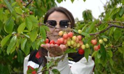 Manisa'da sezonun ilk kirazı 6 bin TL'den satıldı