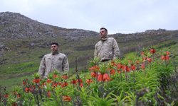 Muş'un zirveleri ters lalelerle renklendi / Ek fotoğraflar