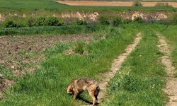 Nesli tükenme tehlikesi altındaki çakal tarlada görüntülendi