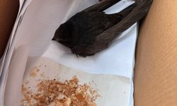 Öğrencilerin bulduğu ebabil kuşu, koruma altına alındı