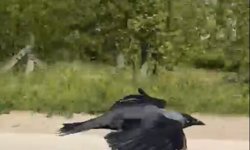 Okşayıp sevdiği karga peşini bırakmadı