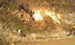 Ormandaki kızılgeyik sürüsü fotokapanla görüntülendi