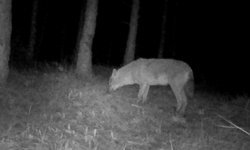 Ormanlara kurduğu fotokapanla yaban hayvanlarını görüntülüyor