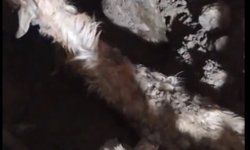 Sağanak nedeniyle çöken ağılda 6 keçi öldü