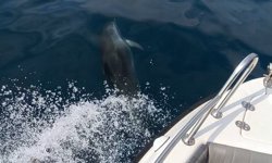 Saros'ta teknenin yanında yüzen yunuslar kamerada