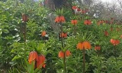 Siirt'te ters laleler çiçek açtı; koparmanın cezası 700 bin lira