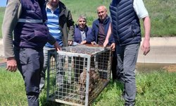 Sulama kanalına düşüp, ağlara dolanan karaca kurtarıldı; o anlar kamerada