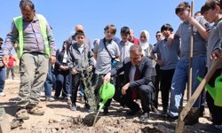 Taşınan her zeytin ağacı için yeni bir fidan: Milas'ta 4 bin fidan toprakla buluştu / Ek fotoğraflar