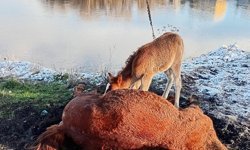 Tay, ölen annesinin başından ayrılmadı