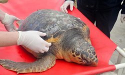 Tekirdağ'da balıkçıların ağına ölü caretta takıldı