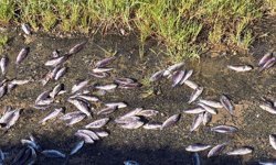 Tekirdağ'da gölette toplu balık ölümlerine inceleme