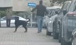 Ümraniye'de ağızlıksız gezdirilen rottweiler, küçük ırk köpeğe saldırdı