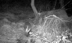 Üniversite yerleşkesinde yaban hayatı foto kapanlarla görüntüleniyor