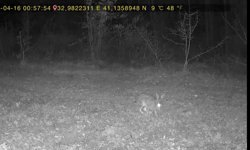 Yaban hayatı fotokapana yansıdı