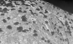 Yaban keçileri, termal dronla görüntülendi