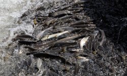 Yağışlar yüz güldürdü, inci kefali üreme sezonuna güçlü giriyor