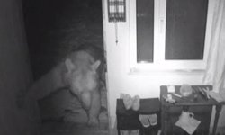 Yayla evlerine girip, mahallelerde dolaşan ayılar kamerada