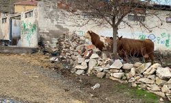 Yozgat'ta ahır çatısı çöktü; 6 büyükbaş kurtarıldı