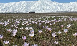 Yüksekova'da baharın müjdecisi kardelenler çiçek açtı