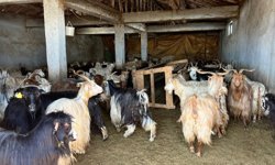 Yüksekova'da kar besicileri zorluyor; hayvanlar meraya çıkamadı