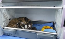 2 yavrusu olan kedi, sokakta bulunan 3 yavruya da sütannelik yapıyor