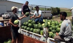 Adana'da sezonun ilk karpuz hasadı başladı; tarlada kilosu 25 TL