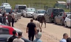 Ankara'da kaçan kurbanlıklar kamerada