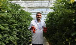Atık tesisinde kurulan serada çilek ve domates yetiştiriliyor