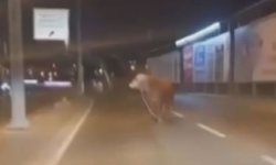 Avcılar'da kaçan kurbanlık boğa D-100 Karayolu'na çıktı