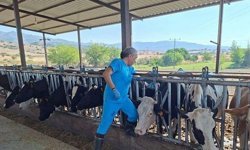 Aydın'da şap hastalığı: 17 mahallede karantina tedbirleri alındı