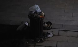 Başakşehir'de sitede 4 yavru kedi parçalanarak öldürüldü iddiası