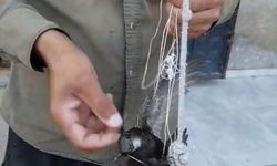 Besicinin ipe dolanan ebabili kurtardığı anlar kamerada