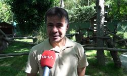 Bursa Hayvanat Bahçesi'nin yavru kızıl pandaları 'Ay' ile 'Güneş' 11 aylık oldu