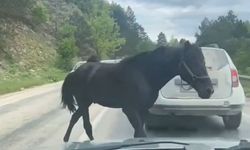 Bursa'da başıboş atlar, trafiği tehlikeye soktu
