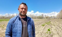 Çiftçilerin yaban domuzu nöbeti