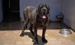 Engelli köpek 'Paytak' için sıcak yuva aranıyor
